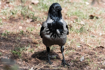 black raven on the ground