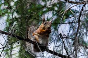 squirrel on a tree