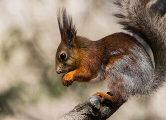 squirrel in the forest