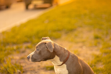 A mixed breed dog of gray and white color with drooping ears in a collar sitting on green grass...