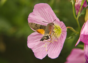 Hummingbird hawk-moth sucking nectar from a Pink Evening Primroses (oenothera speciosa) flower