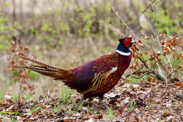 pheasant in the grass