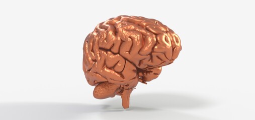 Human brain Anatomical Model 3d illustration.