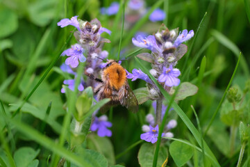 owad,czmiel,ekologia,wiosna,ogród,działka,ekologia4