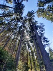 Fototapeta premium trees in the forest