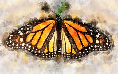 Watercolour illustration of exotical monarch butterfly © lcrms