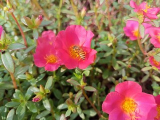 A bee sucks honey on a flower callirhoe involucrata ( purple poppy mallow ) 