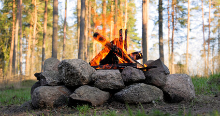 Burning Campfire in the forest