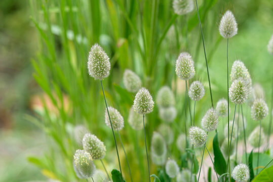 Harestail Grass Ears, Lagurus Ovatus