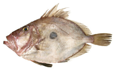 St. Pierre Fish raw, isolated on white Background.