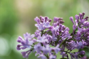 lilac petals blooming lilac closeup