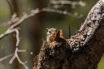 squirrel on tree