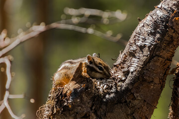 bee on a tree