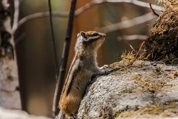 meerkat in the zoo