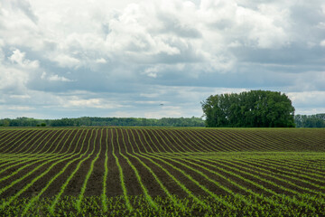 Fototapeta na wymiar Rows of young corn (Zea mays) in the spring. Agricultural field with maize plants in rows.