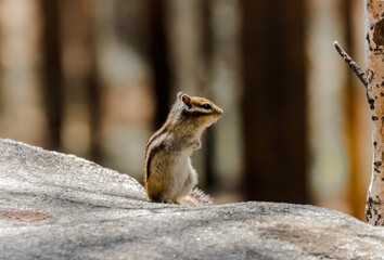 squirrel in the woods