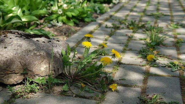 A concrete path overgrown with weeds and moss in the shade of a tree with sunbeams passing through the leaves. Plants grow in the joints between the paving stones. Yellow dandelion flowers sway in the