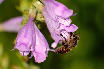 owad,pszczoła,światło,kwiat,ekologia,wiosna,ogród,działka,ekologia6