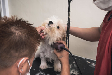 A pet groomer trims the furry neck of a young Lhasa Apso with a hair trimmer. Getting a haircut at...