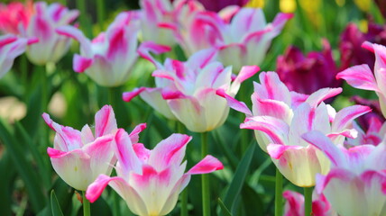 Obraz na płótnie Canvas pink and white bicolour tulips .