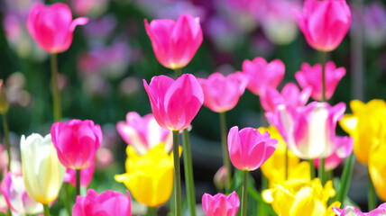 Beautiful pink and yellow spring tulips .