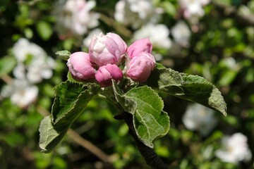Close up of pink apple blossoming buds on branch with blue sky in background