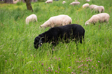 Black sheep grazing green grass in a small herd