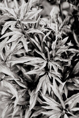 Abstract gray leaves peony texture. Top view. Nature background.