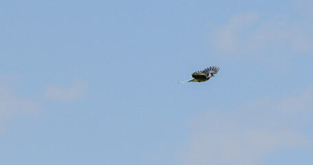 Bird in flight over the water and woods