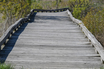 Obraz premium Empty wooden boardwalk hiking trail through the forest