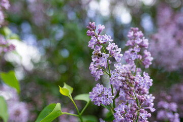 Obraz premium background texture of bokeh and lilac colors. spring lilac flowers. bee on a flower