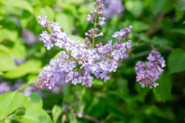 the background texture of the bokeh and colors of lilacs. spring lilac flowers