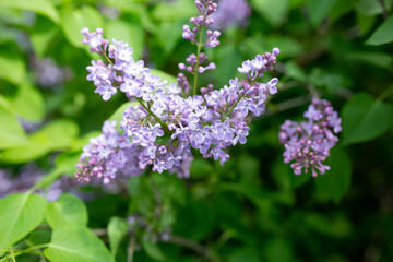 Fototapeta na wymiar the background texture of the bokeh and colors of lilacs. spring lilac flowers