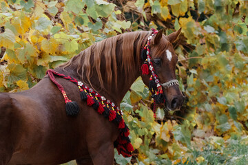 Beautiful chestnut arabian horse on natural background, portrait closeup - obrazy, fototapety, plakaty