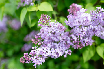 Fototapeta na wymiar the background texture of the bokeh and colors of lilacs. spring lilac flowers