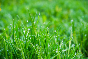 Green grass, close-up. Natural background. Green, juicy grass with dew drops in the rays of the bright sun, blurred background.