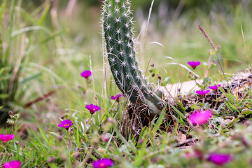Flores de color fucsia y cactus cereus en el campo en medio de pasto y la vegetación nativa en un día de ensueño por la mañana