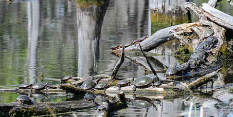 Large group of turtles resting on the wooden logs in the marsh pond