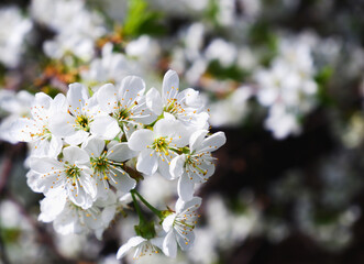 Blooming cherry. Delicate white flowers of a cherry tree close-up. Blurred background of flowers and blue sky.