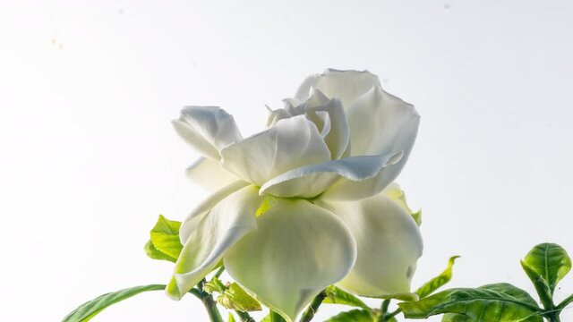 Timelapse of beautiful white gardenia jasmine flower blooming on white background. 4k video. Valentines day, mother's day, spring, holiday, Love, birthday, easter concept.
