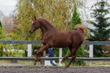 Beautiful chestnut horse running in paddock on the sand background