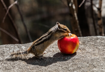 squirrel eating apple
