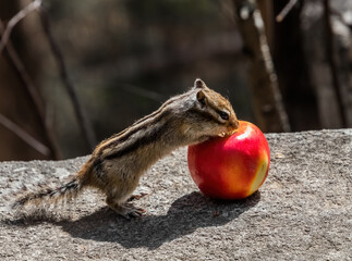 squirrel in the forest
