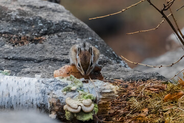 squirrel in the forest
