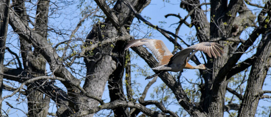 Bird in flight over the water and woods