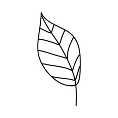 leaf hand drawn