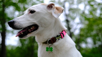 White mongrel dog in a colored collar posing on the bastion mountain