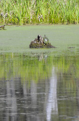 large turtle resting on old tree stump in the marsh pond