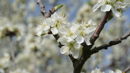 Cherry Blossoms in Spring, close up