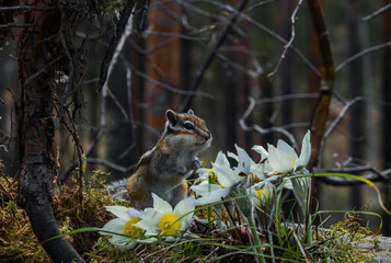 squirrel on the tree